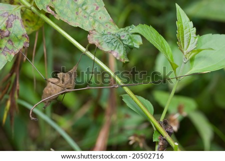 A stick insect in the bushes