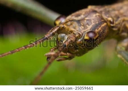 Stick insect head shot