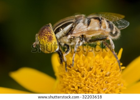 A male speckle-eyed drone hover fly on orange flower
