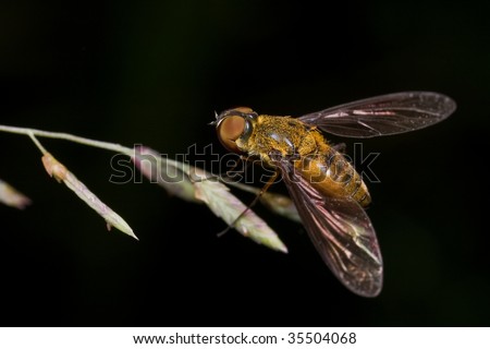 A bee fly, Bombyliidae