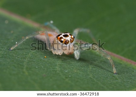 A jumping spider with four legs missing