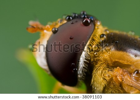 Macro shot of a wet/dewy hover fly