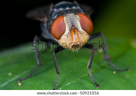 Macro frontal shot of a fly