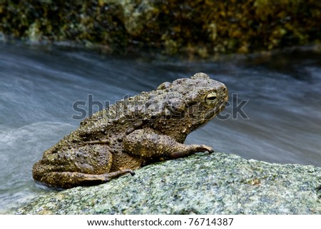 A river toad, Phrynoidis aspera, on a rock in flowing stream