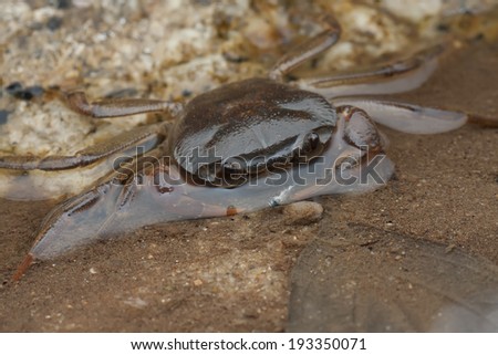 Macro shot of a fresh water crab in a stream