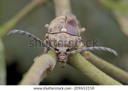 A frontal shot of a click beetle on twig, Selangor, Malaysia.