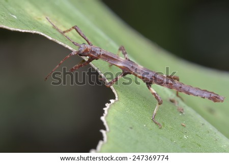 Macro profile shot of a stick insect nymph on a green leaf