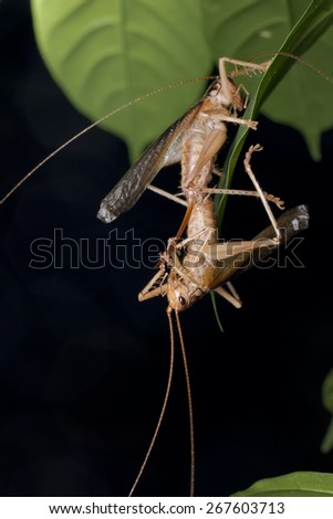 Macro / close-up image of a mating pair of cricket / katydid with the male hanging upside down.