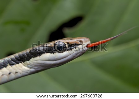 Macro portrait shot of a bronzeback snake with forked tongue sticking out
