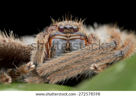 Macro front view shot of a giant huntsman spider