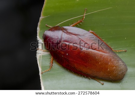 Macro top view shot of a big jungle cockroach on green leaf
