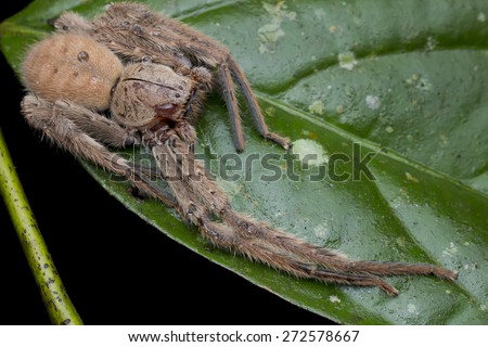 Macro front view full body shot of a giant huntsman spider