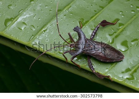 Macro image of a shield bug / stink bug on banana leaf