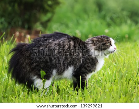 Cat defends its territory. Fluffy cat on green grass background.