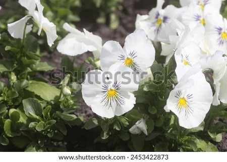 Similar – Image, Stock Photo Pansy flowers (heartsease) or viola tricolor violet yellow pansies background pattern. Field of colorful pansies with blue yellow, purple flowers. Wild spring heartsease flowers on flowerbed