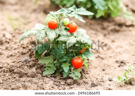 Similar – Foto Bild Tomatenpflanze