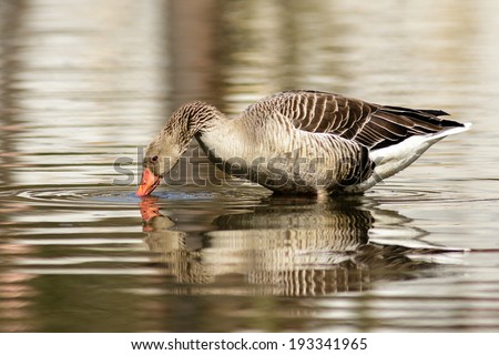 goose drinks from the lake/goose/wildlife