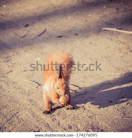 Red Squirrel with walnut (Sciurus vulgaris)
