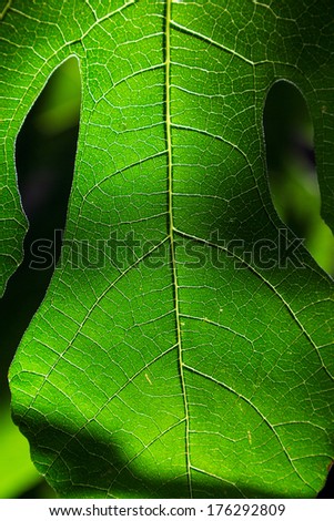 Bright close-up green fig leaf