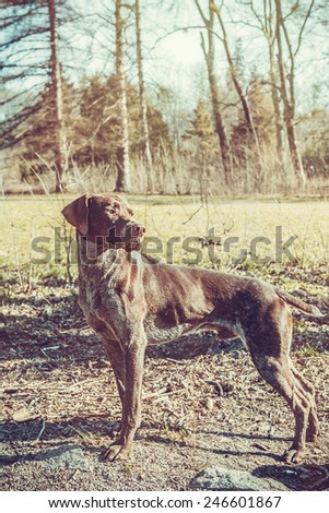 German shorthaired pointer - Gun dog