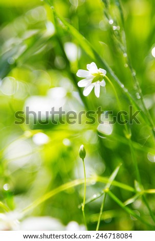 White wild flower on spring green grass bokeh background