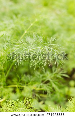 Shallow focus or fresh green dill branch. Nature herbal background