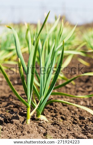 Young green leaves of garlic growing in the ground. Farm vegetable
