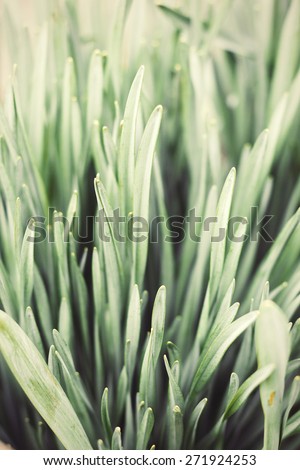 High angle view of close up grass stem. Shallow focus of daffodil leaves. Processed and toned for a vintage faded look