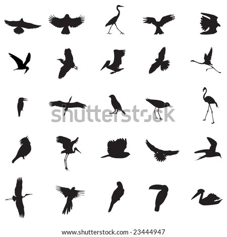 Bird illustrations