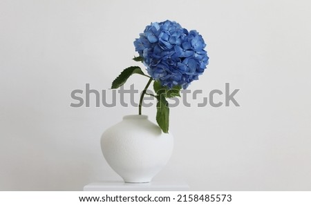 Blue hydrangea flower in white vase on gray interior. Minimalist still life. Light and shadow nature horizontal background. Foto stock © 