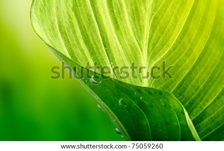 Similar – Foto Bild Regentropfen auf dem grünen Gras in der Natur, Regentage und grüner Hintergrund