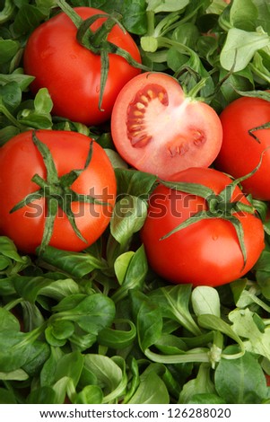 Red tomatoes surrounded by fresh green mass lettuce