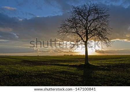 An isolated tree stands in front of the setting sun. Some gray clouds appear above the horizon. The last sunbeams are illuminating the grass field.