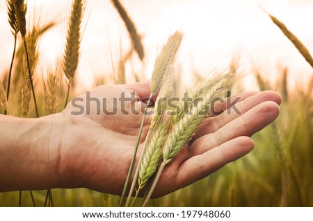 Wheat in hands. Male hands holding wheat stems.