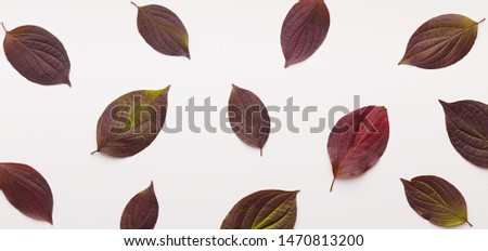 Similar – Image, Stock Photo Last small leaf still shining a little bit