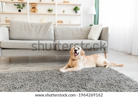 Man's Best Friend. Portrait of healthy domestic animal lying on the floor carpet in living room at home. Adorable calm dog resting near sofa, free copy space. Happy Canine Concept.