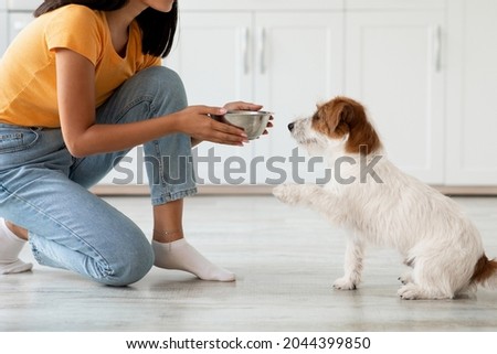 Pet feeding concept. Fluffy dog jack russel terrier breed waiting for food, unrecognizable asian woman in casual outfit feeding her pet, kitchen interior, side view, copy space