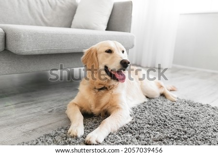 Similar – Image, Stock Photo Dog portrait at home. Jack Russell terrier looking at camera