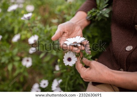 Image, Stock Photo caucasian senior woman picking fresh carrots from the garden