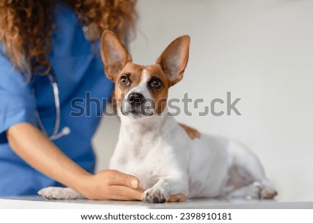 Similar – Foto Bild Jackrussel-Hund auf der Couch liegend