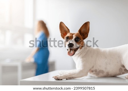 Foto Bild Jackrussel-Hund auf der Couch liegend