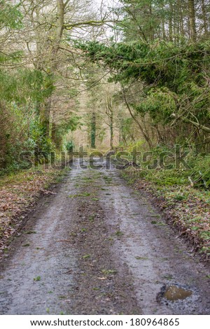 An English country road through a forest
