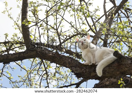 White cat lying on a tree. Big white cat lying on a branch of apple tree and looking up against blue sky.