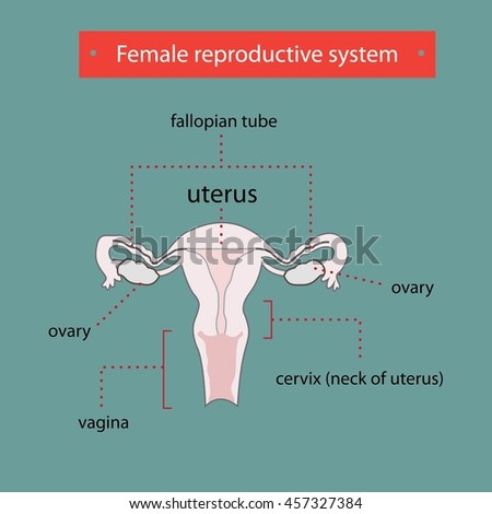 Female Reproductive System. Stock Vector Illustration 457327384 ...