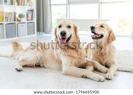 Similar – Image, Stock Photo two dogs at home by the christmas tree, cute jack russell dog and black labrador. Brothers