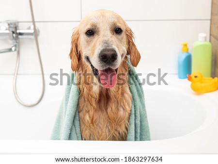 Similar – Image, Stock Photo dog with towel front view
