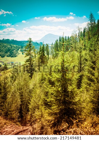 summer day in the mountains. Carpathian, Ukraine, Europe.