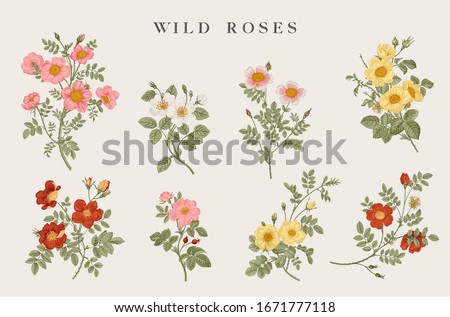 Image, Stock Photo rose hips Elegant Style