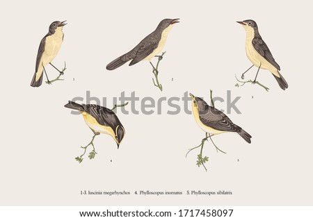 Birds. Ornithological floral vector illustration. Set. Nightingales and Phylloscopus 