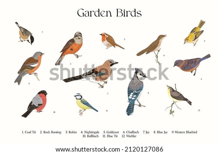 Garden Birds. Set. Vector vintage illustration. 